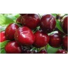 Черешня Бархатная
