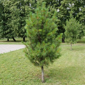 Сеянец кедра Сибирский ( до 15 см)