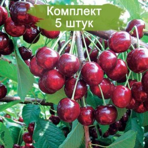 Саженцы черешни Овстуженка -  комплект 5 шт.