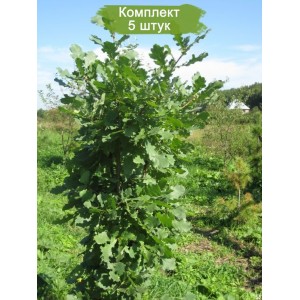 Саженцы дуба Черешчатого 40-60 см -  комплект 5 шт.