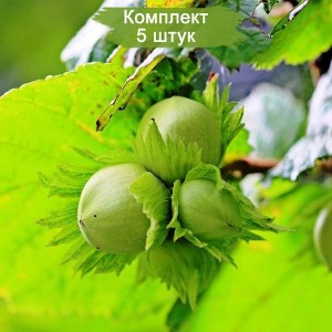 Саженцы фундука обыкновенного -  комплект 5 шт.