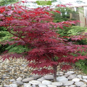 Саженцы клёна Гиннала (40-60 см) -  комплект 5 шт.