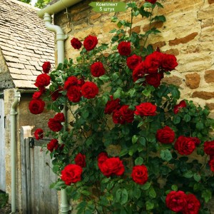 Саженцы плетистой розы Черный Букет  -  комплект 5 шт.