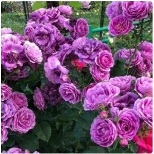 Роза Минерва (флорибунда)