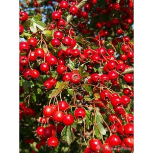 Саженец Боярышника Полумягкий