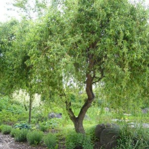 Саженец Ивы Матсуды или Salix matsudana