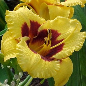 Саженец лилейника Блэкберри Кэнди (Blackberry Candy)