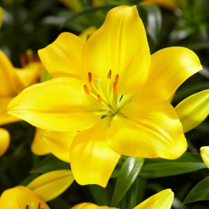 Луковица лилии Десерт Инн (Desert Inn )