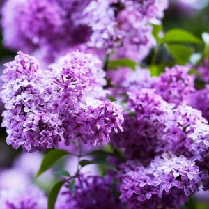 Саженец сирени обыкновенной Сенсация