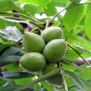 Саженцы маньчжурского ореха