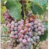 Виноград Гюляби дагестанский