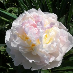 Саженец пиона Florence Nicholls (Флоренс Николс )